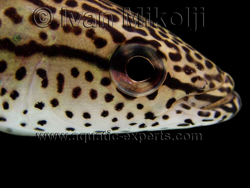 Crenicichla lenticulata